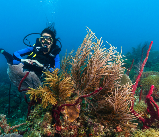 Viva Wyndham Dominicus Beach: PADI Open Water Diver course with 7 Nights All Inclusive Accommodation's photos